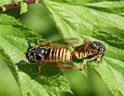 Getinglik tigerfluga, (Temnostoma vespiforme)