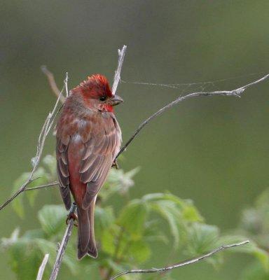 Common Rosefinch, male