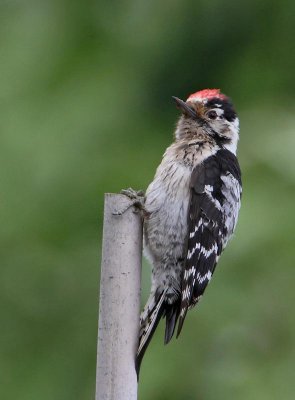 Lesser Spotted Woodpecker, male