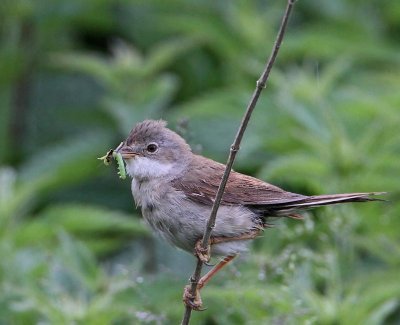 Common Whitethroat, wet female with food