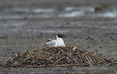 Black-headed Gull