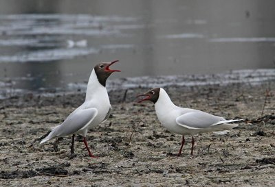 Black-headed Gull, couple in breeding plumage