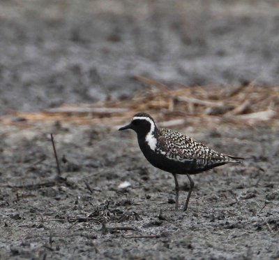 Pacific Golden Plover, ad. male
