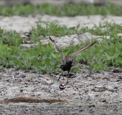 Pacific Golden Plover, in fight with Common Ringed Plover