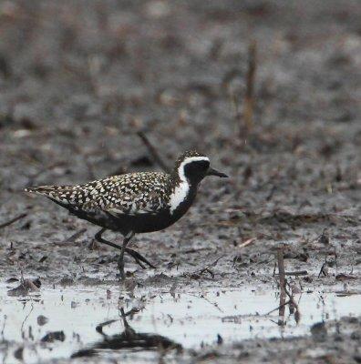 Pacific Golden Plover, (Sibirisk tundrapipare)