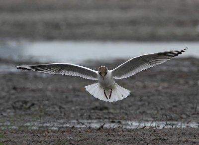 Black-headed Gull, adult, summer
