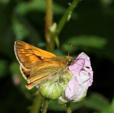 Ängssmygare, hane, (Ochlodes sylvanus)