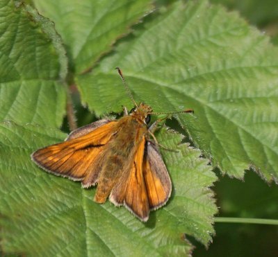 Ängssmygare, hane, (Ochlodes sylvanus)