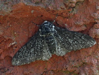 Björkmätare (Biston betularia), dark morf