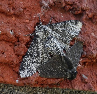 Björkmätare (Biston betularia), light female and dark male mating