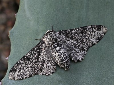 Björkmätare (Biston betularia), female, light morf
