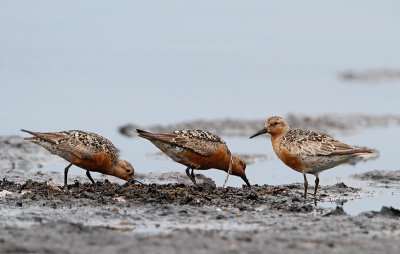 Red Knot, adult