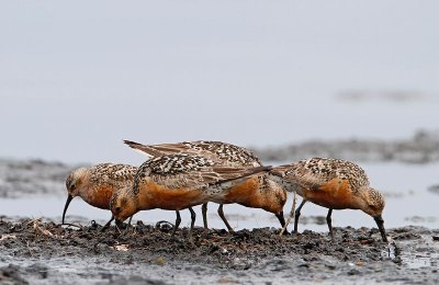 Red Knots and a curlew sandpiper