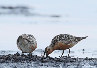 Red Knot, adult