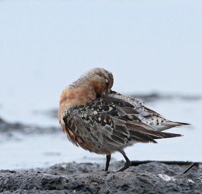 Red Knot, adult female