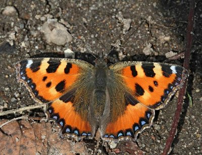 Nässelfjäril, (Aglais urticae)
