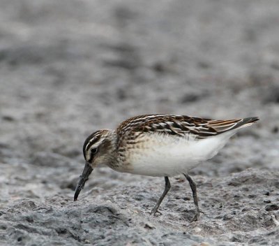 Broad-billed Sandpiper,  juv.