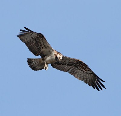 Osprey, adult