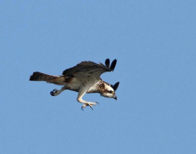 Osprey, adult, showing feet with talents
