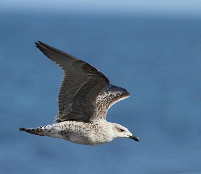 Great Black-backed Gull, juv.