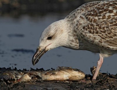 Great Black-backed Gull, juv. with dead fish