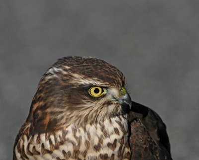 Eurasian Sparrowhawk, juv., with healthy eye