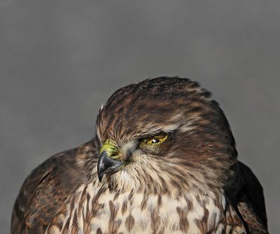 Eurasian Sparrowhawk, juv., with damaged eye