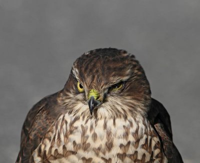 Eurasian Sparrowhawk, juv. bird with one damaged eye