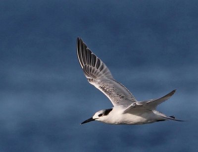 Sandwich Tern,  juv.