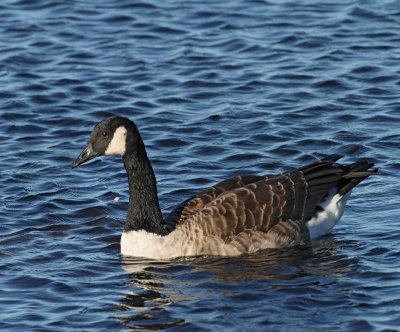 Canada Goose