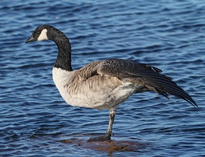 Canada Goose