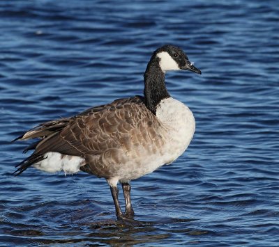 Canada Goose, (Kanadagås)