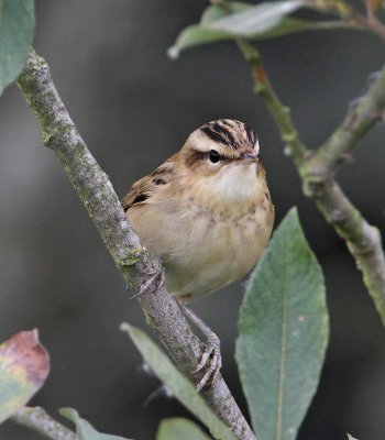 Sedge Warbler