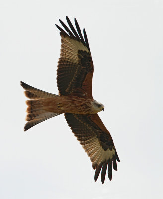 Red Kite, juv.
