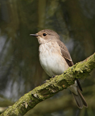 Spotted Flycatcher, (Grå flugsnappare)