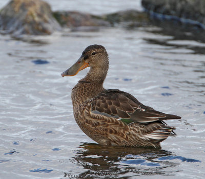 Northern Shoveler, non breeding