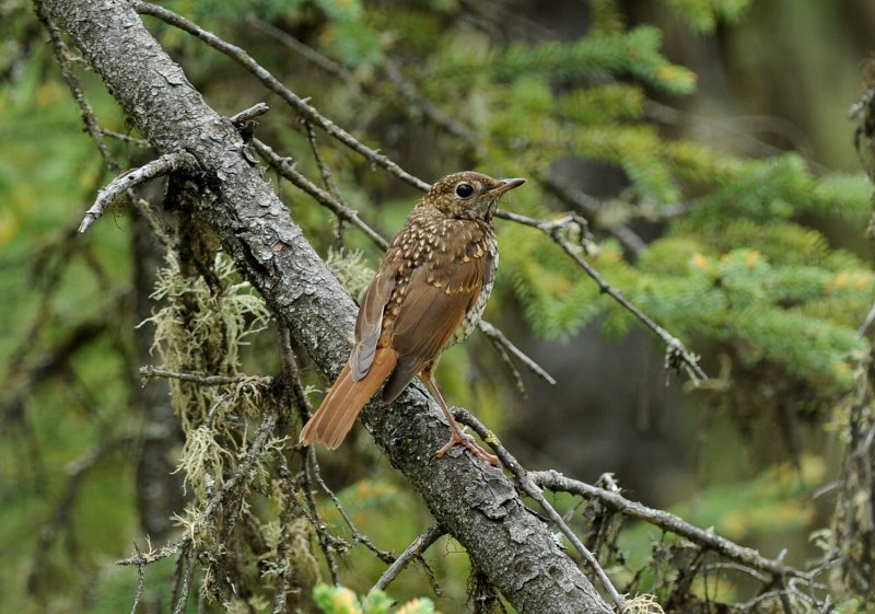 Grive solitaire juvnile