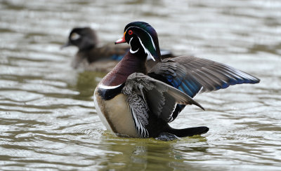 Canard Branchu
