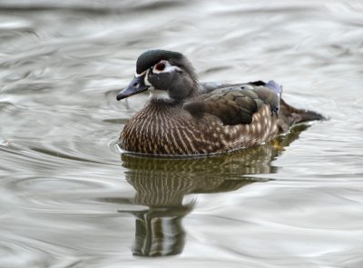 Canard Branchu femelle