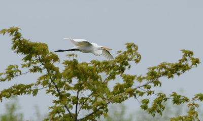 Grande aigrette en vol