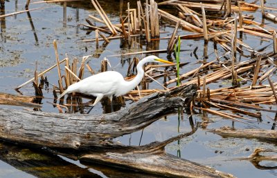 Grande Aigrette