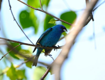 Passerin indigo