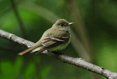 Moucherolle vert