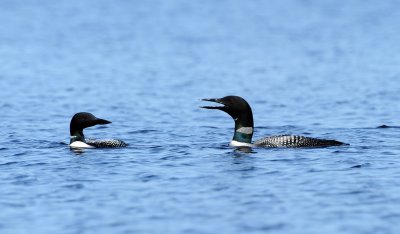 Plongeon Huard en couple
