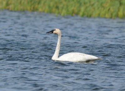 Cygne trompette