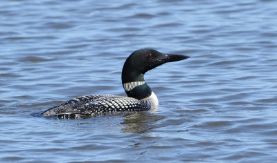 Plongeon Huard