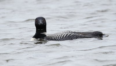 Plongeon Huard 