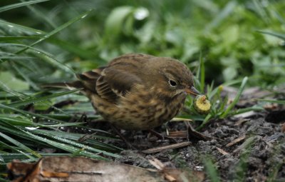 Pipit d'amrique 