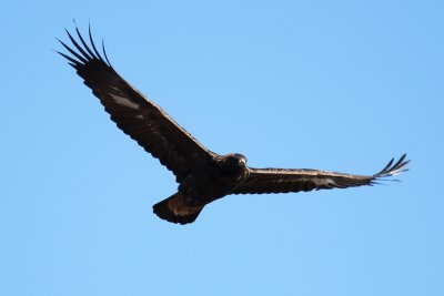 Aigle royal