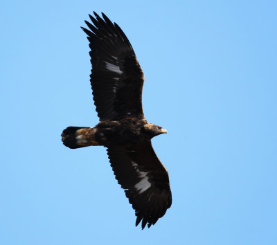 Aigle Royal